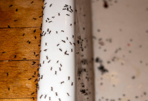 Best Insect Control  in Ambridge, PA