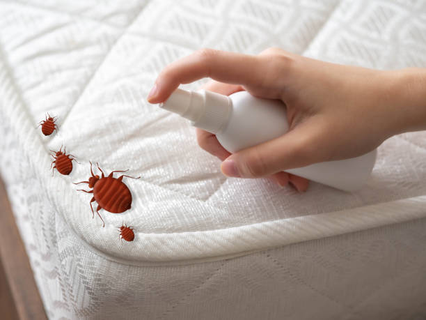 Best Spider Control Near Me  in Ambridge, PA