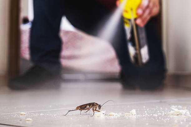 Best Wasp Removal Services  in Ambridge, PA